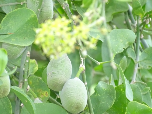 simple-thorned greenthorn