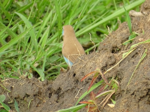 Red-cheeked Cordonbleu