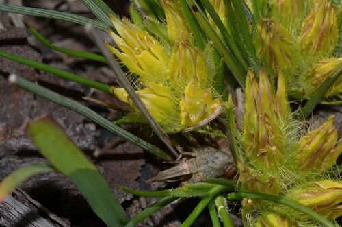 Conostylis juncea (Conostylis juncea)