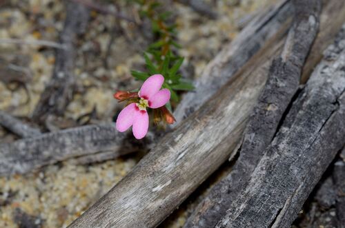Trigger-on-stilts (Stylidium adpressum)