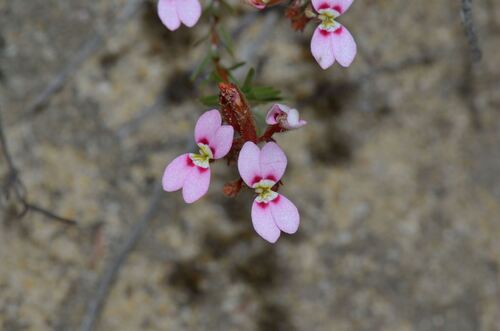 Trigger-on-stilts (Stylidium adpressum)
