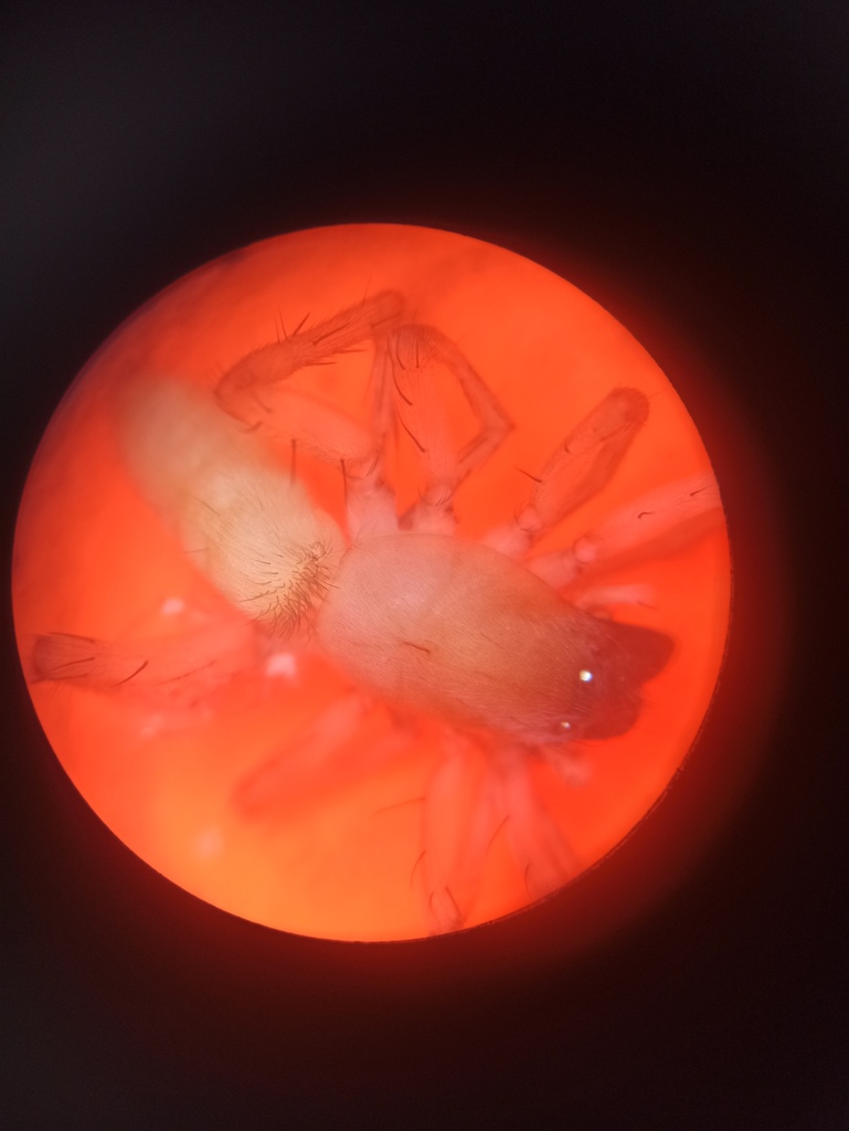 Clubiona juvenis
