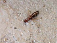 Camponotus sayi