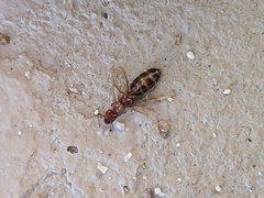 Camponotus sayi