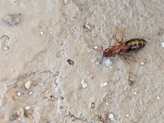 Camponotus sayi