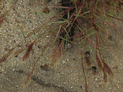 Pentameris airoides airoides