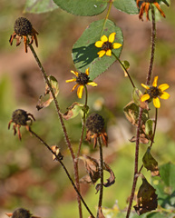 Asteraceae