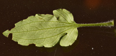 Asteraceae