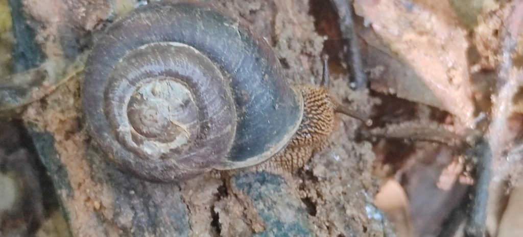 Nesiohelix yeni
