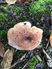 Lactarius mutabilis