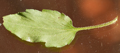 Asteraceae