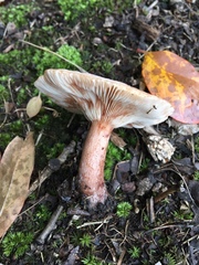 Lactarius mutabilis