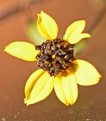 Asteraceae