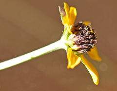 Asteraceae