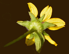 Asteraceae