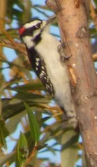 Dryobates pubescens