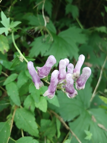 Moldavian Monkshood (Aconitum moldavicum)