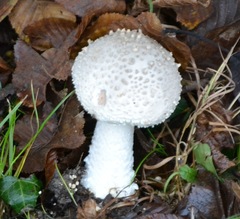 Amanita echinocephala