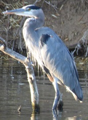 Ardea herodias