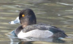 Aythya collaris