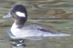 Bucephala albeola