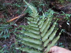 Dryopteris scottii