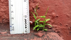 Poaceae