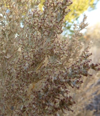 Tracheophyta