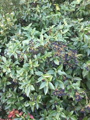 Viburnum tinus tinus