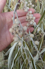 Elaeagnus angustifolia