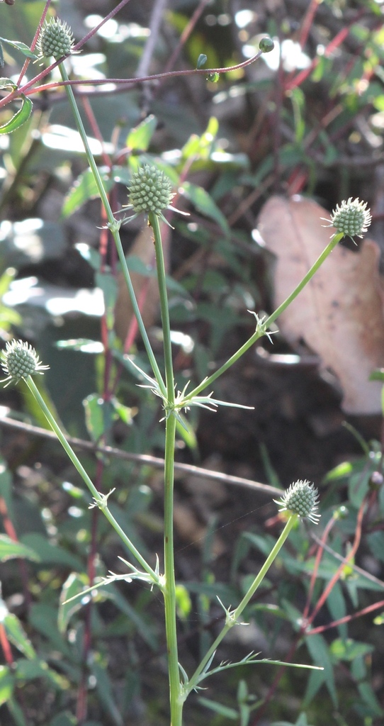 Eryngium longifolium