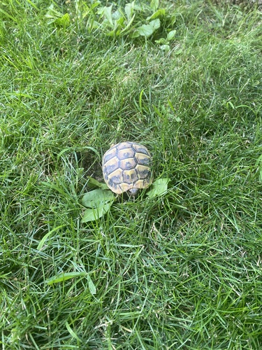 Testudo hermanni