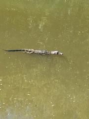 Alligator mississippiensis