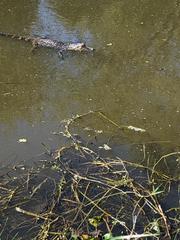 Alligator mississippiensis