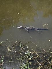 Alligator mississippiensis