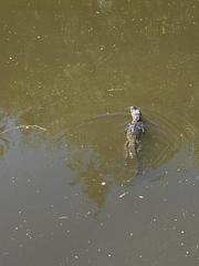 Alligator mississippiensis