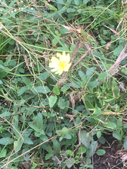 Pyrrhopappus pauciflorus