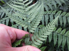 Diplazium laxifrons
