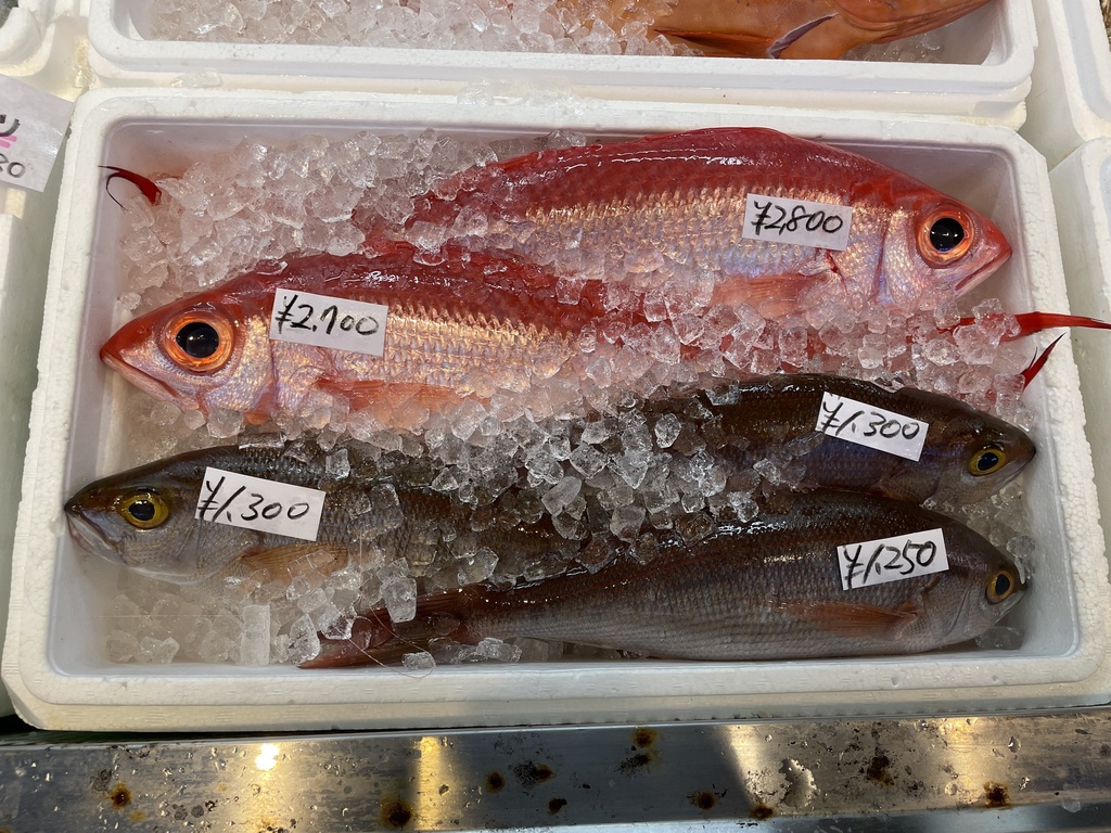 Jobfish (Pristipomoides sieboldii) — Lutjanidae