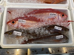 Lavender Jobfish photo 5