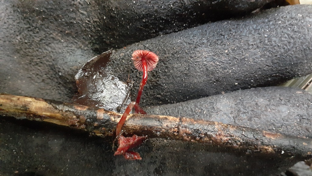 Cruentomycena viscidocruenta · July 2025 · photo: © aardvark04 (iNaturalist, cc0)