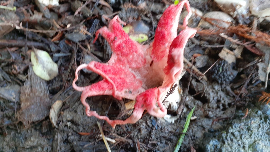 Clathrus archeri · July 2025 · photo: © aardvark04 (iNaturalist, cc0)