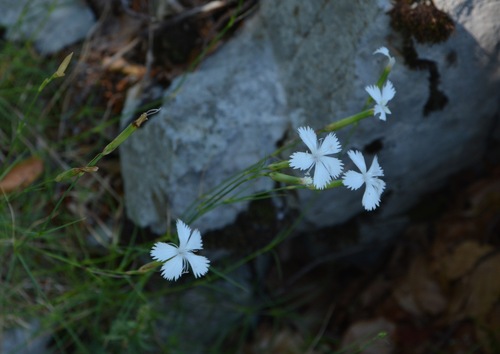 Rock Pink (Dianthus petraeus)