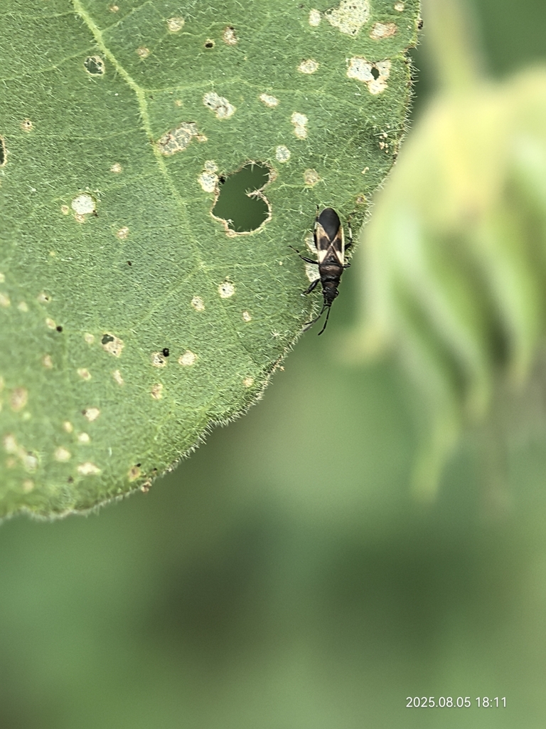Auchenodes gracilis