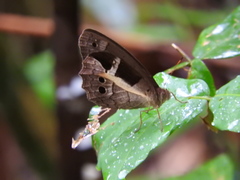 Posttaygetis penelea