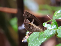 Posttaygetis penelea