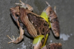 Microhyla pulchra