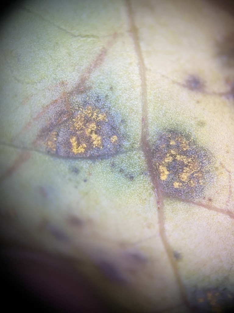 Rust Blueberry Sign Blueberry Rust from Warkworth, New Zealand on July 9, 2025 at 04:19 PM ...
