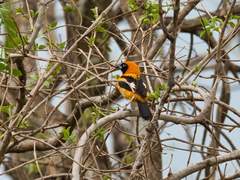 Icterus croconotus