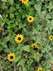 Sanvitalia procumbens